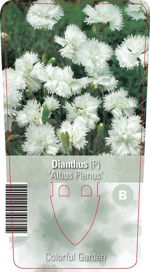 Dianthus 'Albus Plenus'