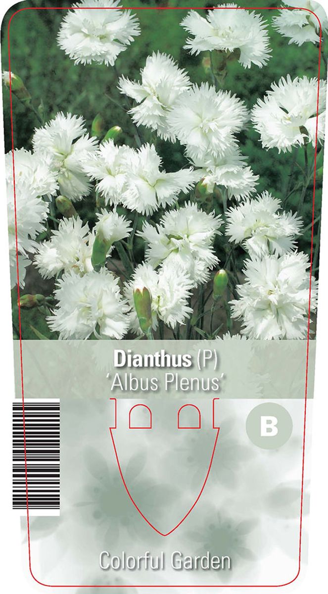 Dianthus 'Albus Plenus' — Pflanzengroßhandel FlorAccess
