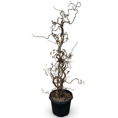 Corylus avellana 'Contorta'