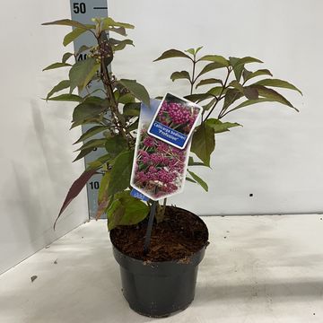 Callicarpa bodinieri 'Profusion'