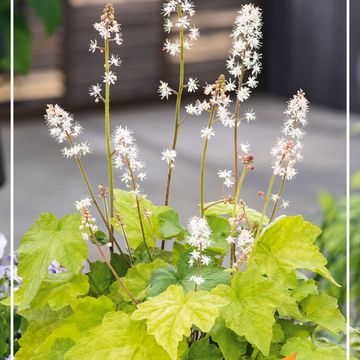 Tiarella wherryi