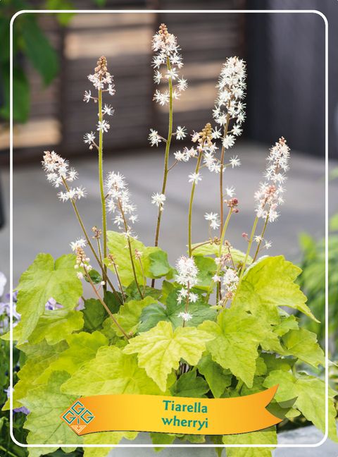 Tiarella wherryi