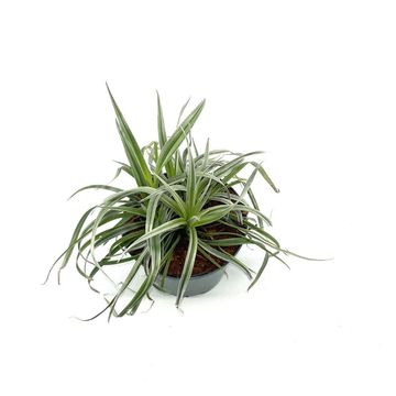 Astelia 'Silver Shadow'