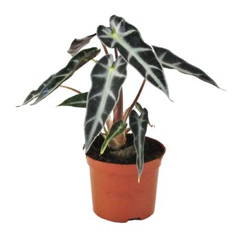 Alocasie BAMBINO ARROW