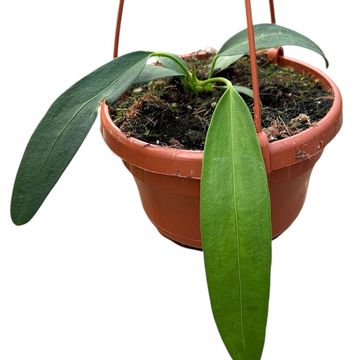 Anthurium wendlingeri