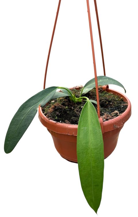 Anthurium wendlingeri