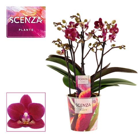 Anthurium ANTHURA CHAMONIX