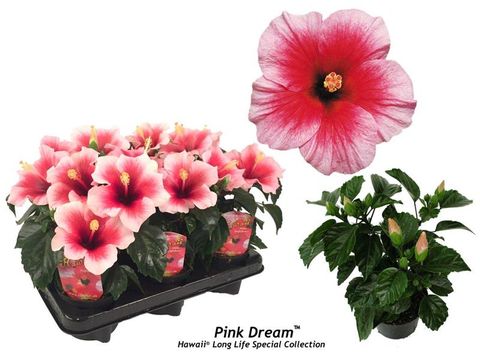 Hibiscus rosa-sinensis 'Pink Dream'