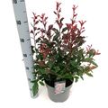 Photinia x fraseri CORALLINA
