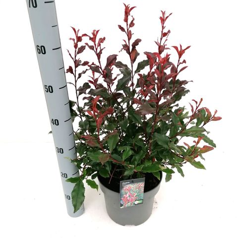 Фотиния x fraseri CORALLINA