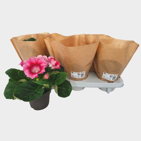 Sinningia 'Avanti Peach Rose'