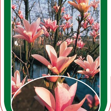 Magnolia 'Heaven Scent'