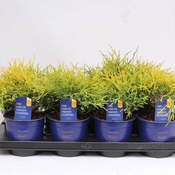 Chamaecyparis pisifera 'Sungold'
