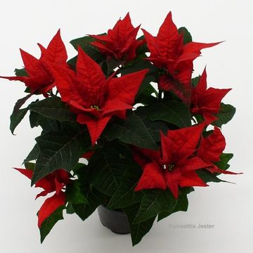 Euphorbia pulcherrima JESTER RED