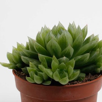 Haworthia cooperi