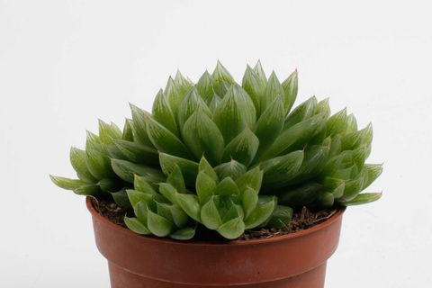 Haworthia cooperi