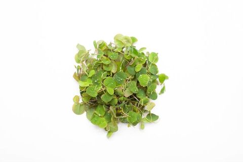 Phyllanthus fluitans