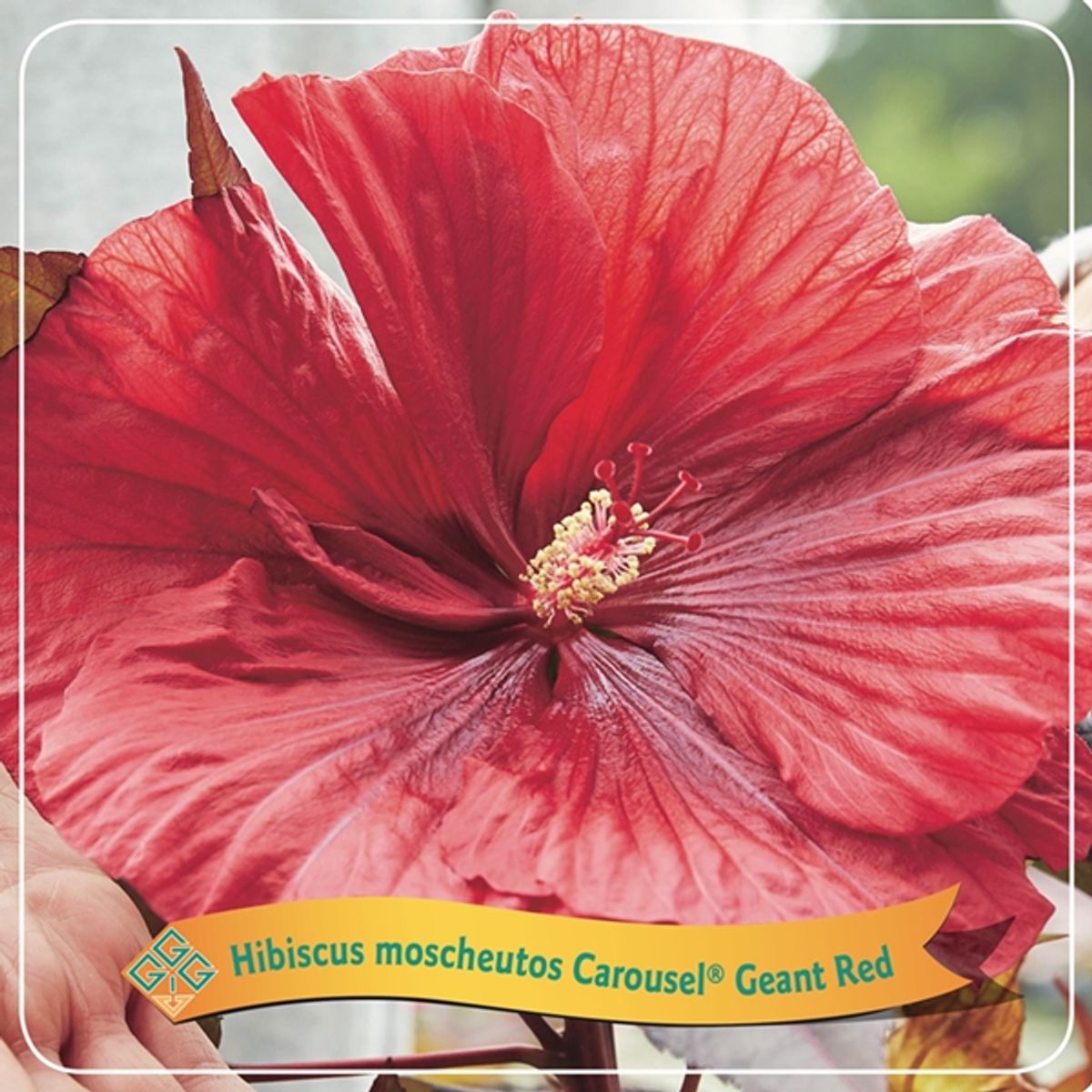 Hibiscus moscheutos CAROUSEL GEANT RED — Mayorista de plantas FlorAccess