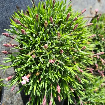 Dianthus 'Whatfield Wisp'