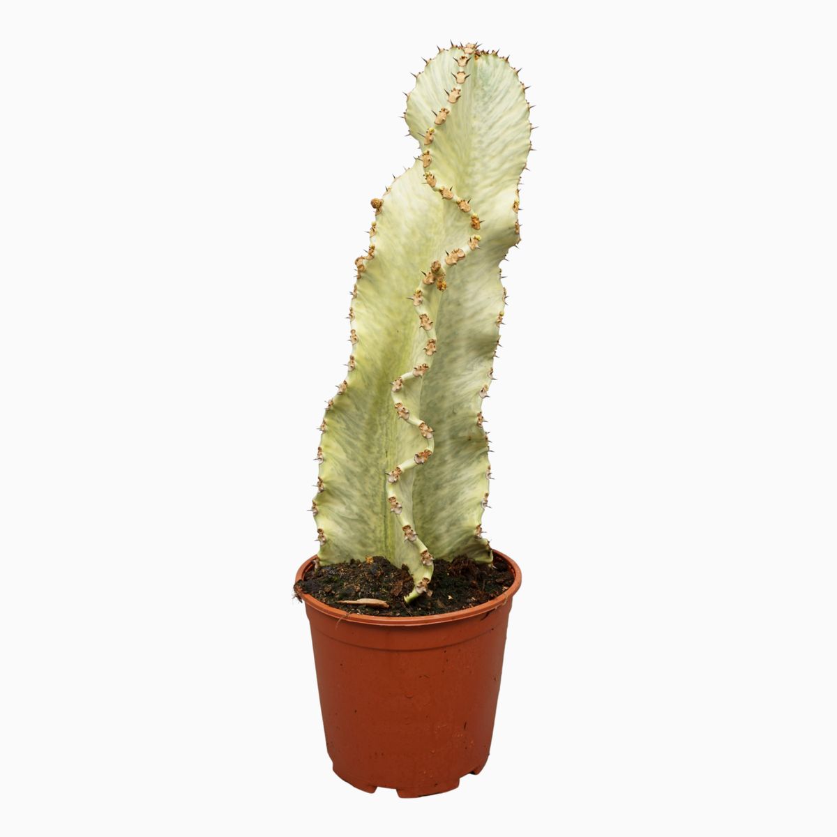 Euphorbia Ingens Variegata — Plant Wholesale Floraccess 4629