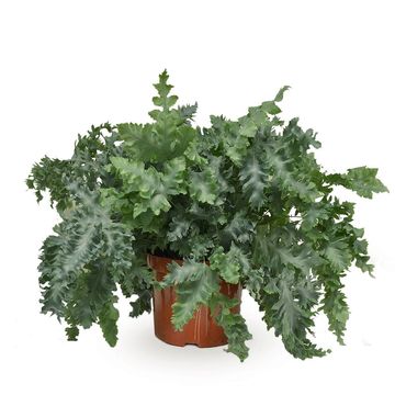 Phlebodium aureum DAVANA