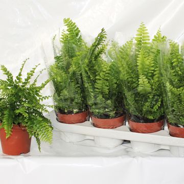 Nephrolepis exaltata 'Bostoniensis'