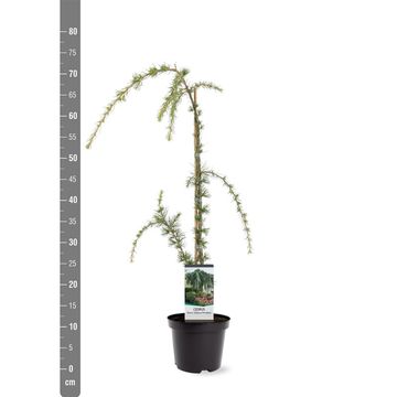 Cedrus libani 'Glauca Pendula'