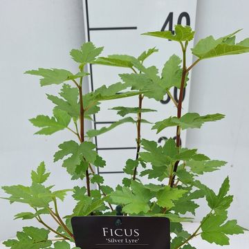 Ficus johannis afghanistanica 'Silver Lyre'