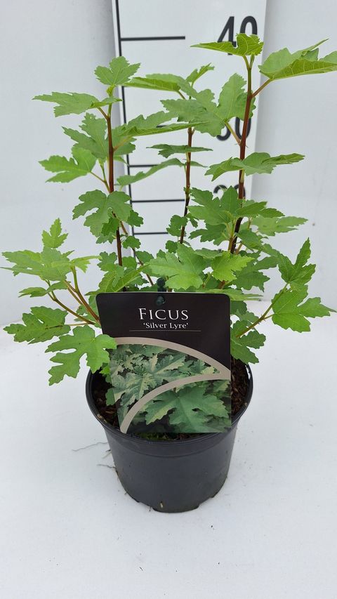 Ficus johannis afghanistanica 'Silver Lyre'