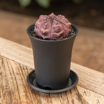 Gymnocalycium SIAM ANSU DAYDREAM