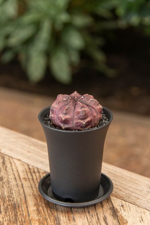 Gymnocalycium SIAM ANSU DAYDREAM