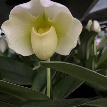 Paphiopedilum 'Zoe'