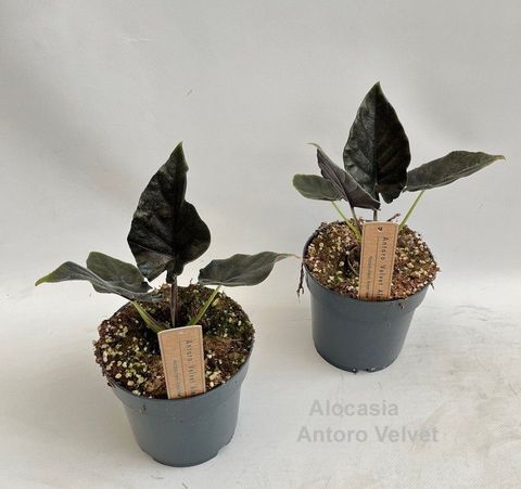 Alocasia 'Antoro Velvet'