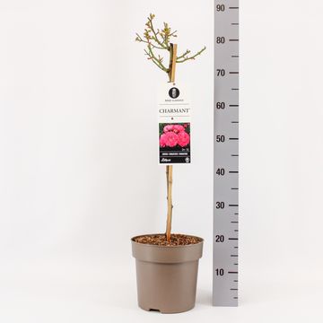 Rosa CHARMANT