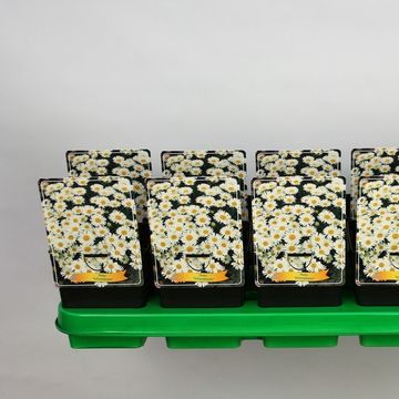 Aster 'Schneekissen'