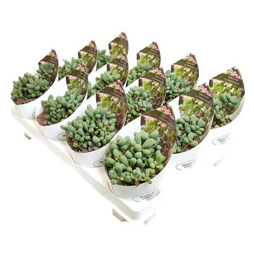 Tylecodon schaeferianus