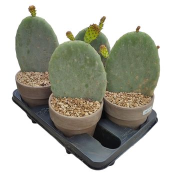 Opuntia ficus-indica