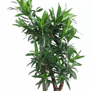 Dracaena reflexa 'Song of Jamaica'