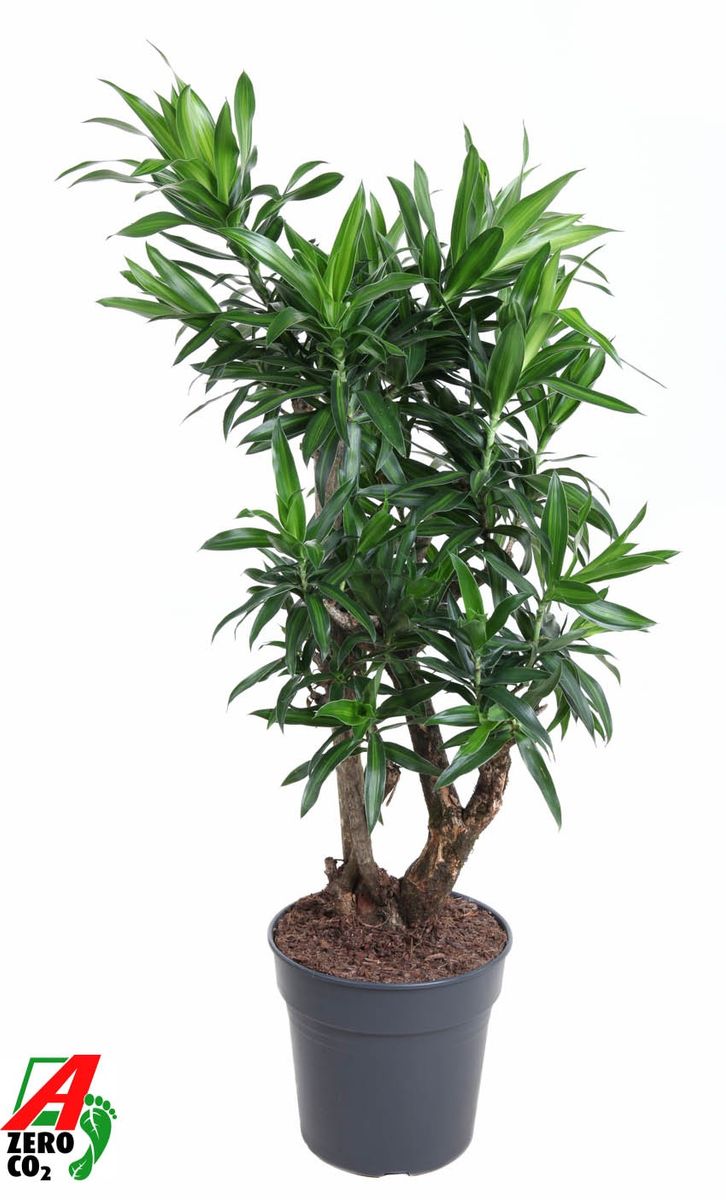 Reflexa Character Tree Dracaena reflexa 'Song of Jamaica' — Hurtownia roślin FlorAccess