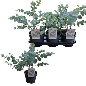 Eucalyptus cinerea 'Silver Dollar'