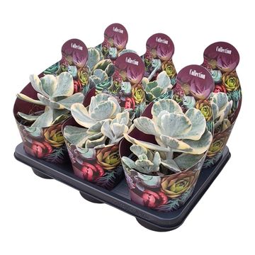 Cotyledon orbiculata 'Undulatum Variegata'