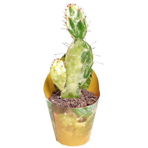 Opuntia monacantha variegata