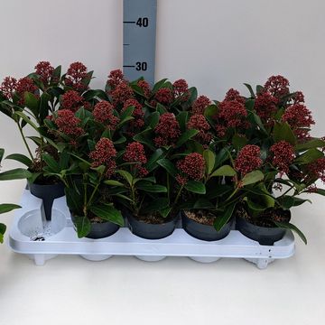 Skimmia japonica 'Rubella'