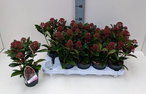 Skimmia japonica 'Rubella'