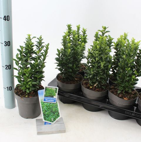 Euonymus japonicus 'Green Spire'