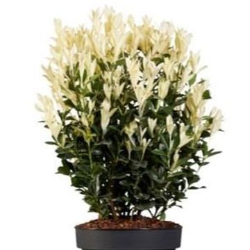 Euonymus japonicus HIMALAYA