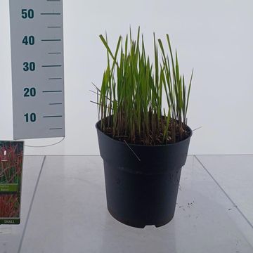 Imperata cylindrica 'Red Baron'