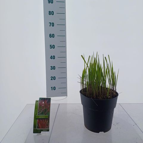 Imperata cylindrica 'Red Baron'