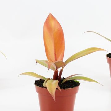 Philodendron 'Prince of Orange'
