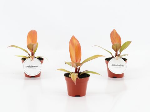 Philodendron 'Prince of Orange'